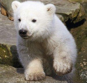 Cute animals and Nature