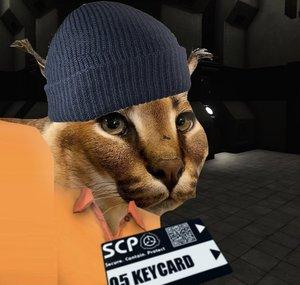 joe nuts