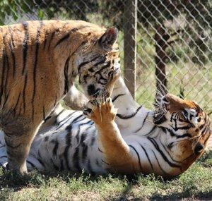 1tigerblood
