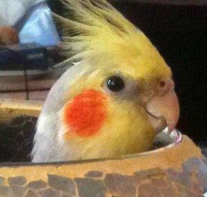 Harley The Cockatiel
