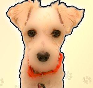 PeluchinaPet