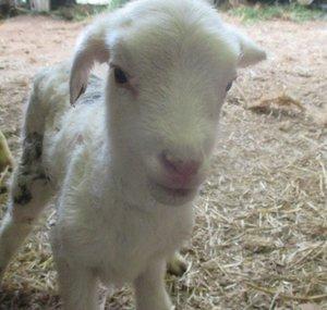 Shalom Acres