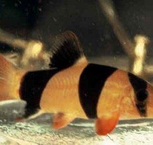 AquariumVlog