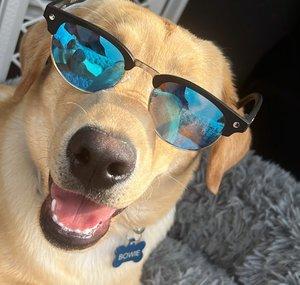 BOWIE THE UBER DOG