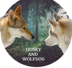 Husky and wolfdog
