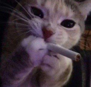 Mrow
