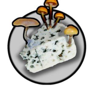 Mycéliums