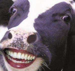 Tipping Cows Metal