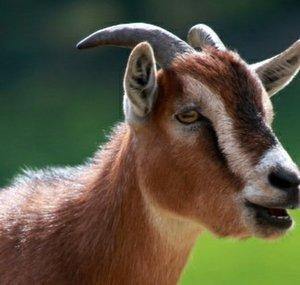 YourLocalGoat