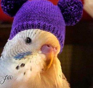 Pudgy Budgies