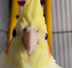 Enrique Cockatiel 