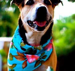 POTCAKEcollars