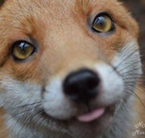prefoxfox