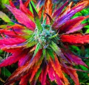 CRAYOLA_KUSH_420