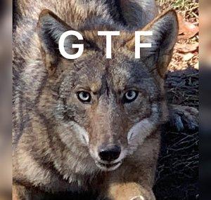 Georgia Trapping and fishing