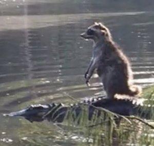 Theelementalraccoon