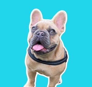 TJ The Frenchie