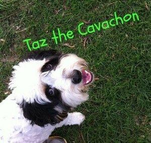 TrickDogTaz