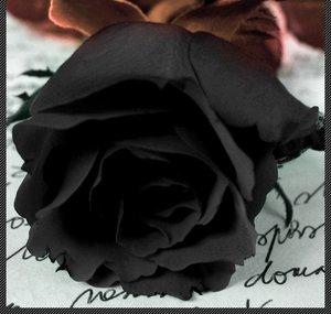 xBlackRoseStudiox