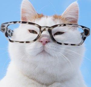 かご猫 Ｂｌｏｇ