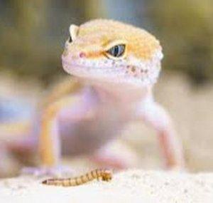 Eco Gecko