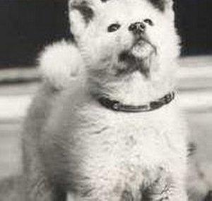 Hachiko1923to1935