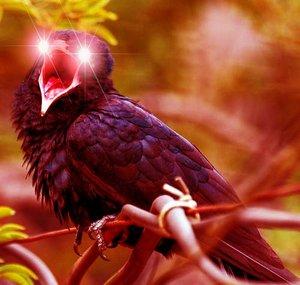 Noisy Koel