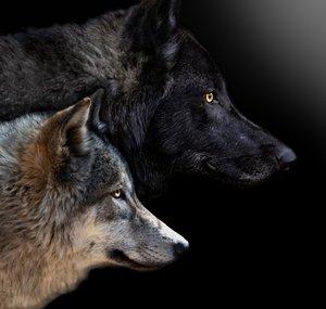 Running With Wolfdogs