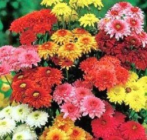 ChrysanthemumChorus