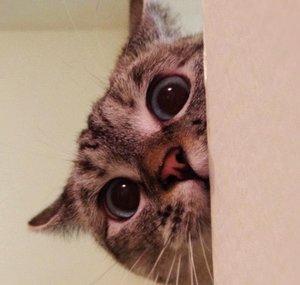 IAmNalaCat