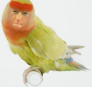 BEDOJAMES