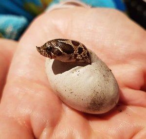 Essex Hognose
