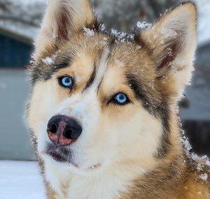 Gone to the Snow Dogs