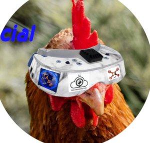 Hen Karen