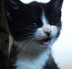 MrKitKater