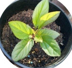 Plant Mix Gaming