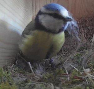 Wiltshire Nest Box