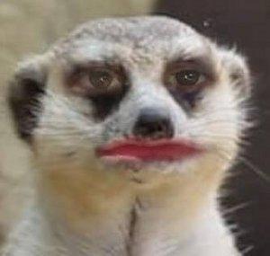 CandyMeerkat