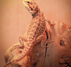 CasaDeOrtiz Dragons