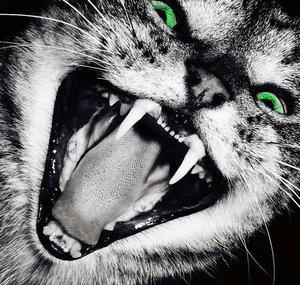 Crazy Funny Cats