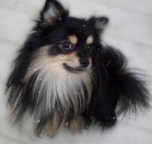 TazThePom