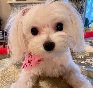 XOXO Lucy The Maltese