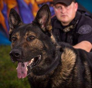 American Standard Dog Training