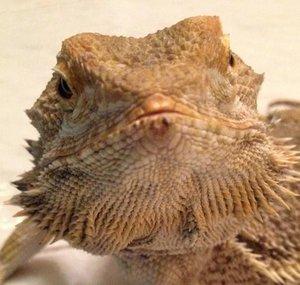 DragonJohnLocke