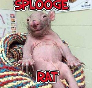 SploogeRat