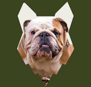Fenrir English Bulldog Show