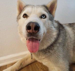 Max The Husky