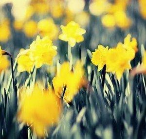 OfGoldenDaffodils