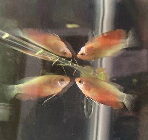 Phen’s Fish