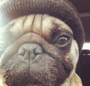 ThePugception